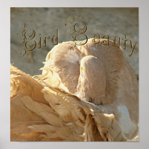 Der Vogel der Schönheit der Fantail-Taube Poster
