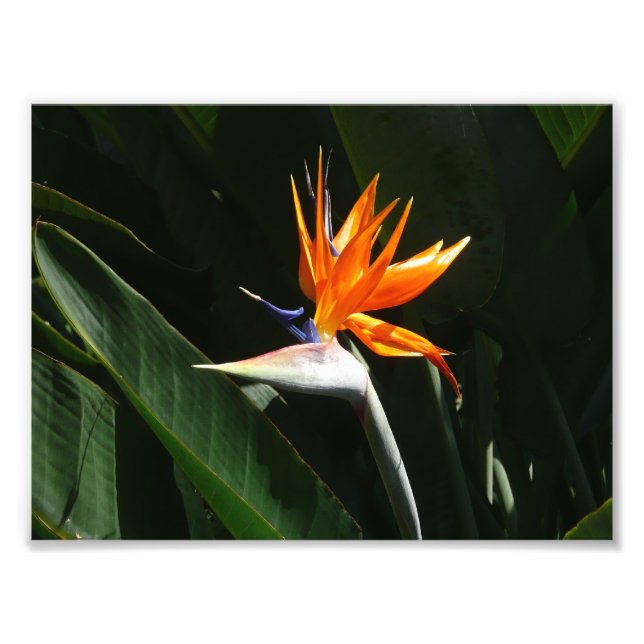 Der Vogel der tropischen Blume Orange Fotodruck (Vorne)