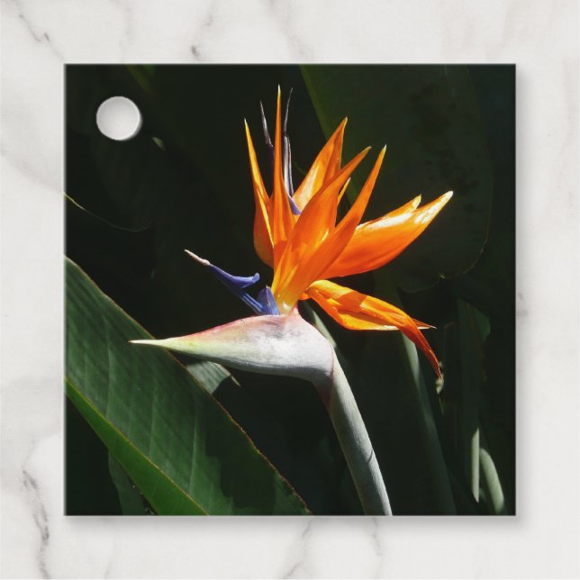 Der Vogel der tropischen Blume Orange Geschenkanhänger (Vorderseite)