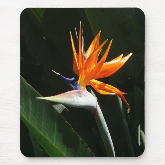 Der Vogel der tropischen Blume Orange Mousepad (Vorne)