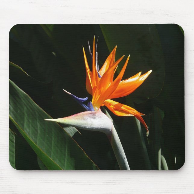Der Vogel der tropischen Blume Orange Mousepad (Vorne)