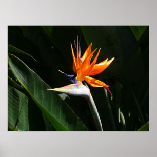 Der Vogel der tropischen Blume Orange Poster