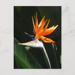 Der Vogel der tropischen Blume Orange Postkarte