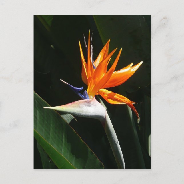 Der Vogel der tropischen Blume Orange Postkarte (Vorderseite)