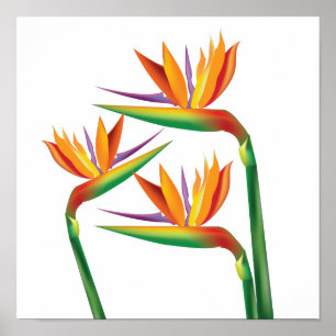 Der Vogel des Paradieses Florale Mauer Kunstdrucke Poster