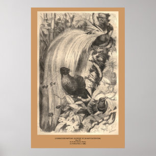 Der Vogel des Paradieses, Sifilet, Manucaude Royal Poster
