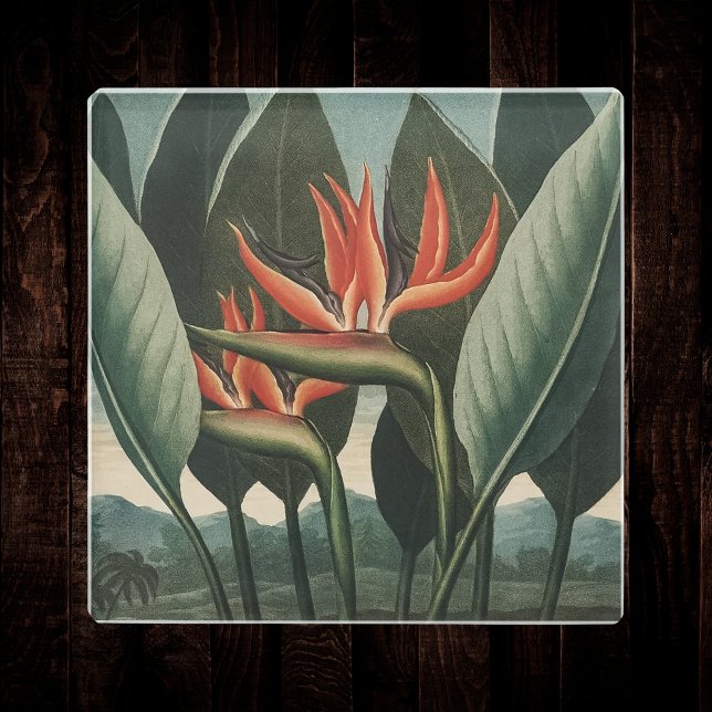 Der Vogel des Paradieses Vintager Botanischer Temp Glasuntersetzer (Von Creator hochgeladen)