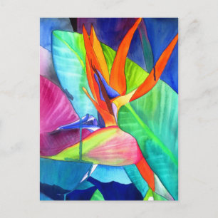 Der Vogel des Paradise Strelitzia Blume Tropische  Postkarte