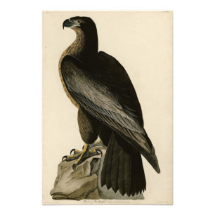 Der Vogel von Washington aus Audubons Vögeln Ameri Fotodruck
