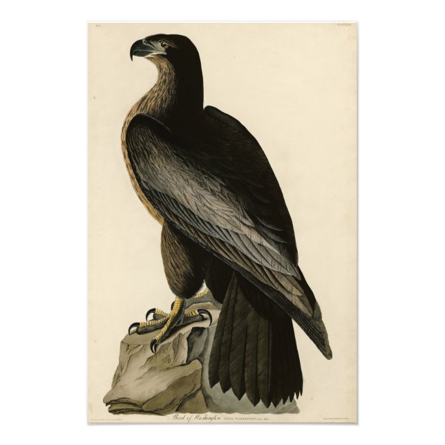 Der Vogel von Washington aus Audubons Vögeln Ameri Fotodruck (Vorne)