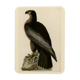Der Vogel von Washington aus Audubons Vögeln Ameri Magnet