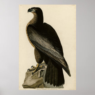Der Vogel von Washington aus Audubons Vögeln Ameri Poster