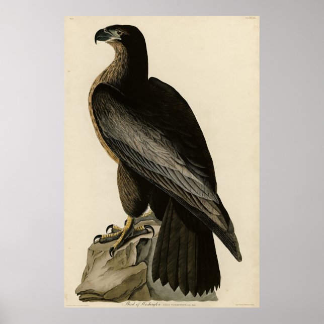 Der Vogel von Washington aus Audubons Vögeln Ameri Poster (Vorne)