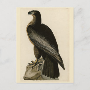 Der Vogel von Washington aus Audubons Vögeln Ameri Postkarte
