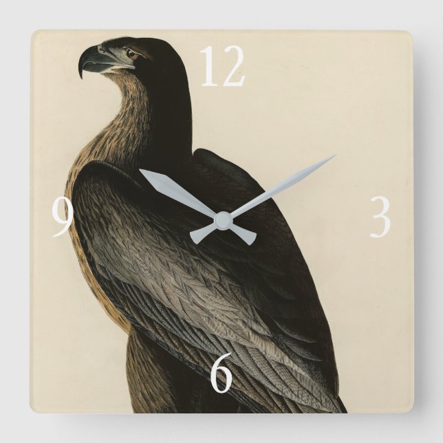 Der Vogel von Washington aus Audubons Vögeln Ameri Quadratische Wanduhr (Vorderseite)