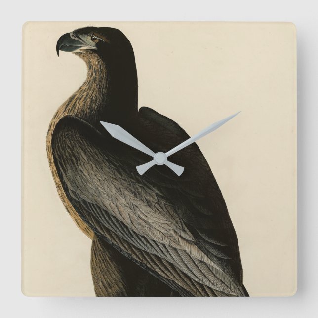 Der Vogel von Washington aus Audubons Vögeln Ameri Quadratische Wanduhr (Vorderseite)