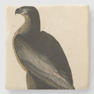 Der Vogel von Washington aus Audubons Vögeln Ameri Steinuntersetzer