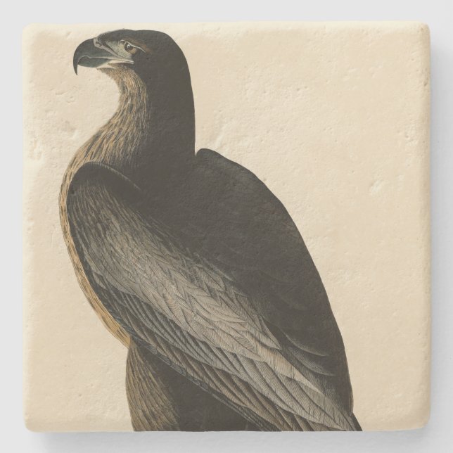 Der Vogel von Washington aus Audubons Vögeln Ameri Steinuntersetzer (Vorderseite)
