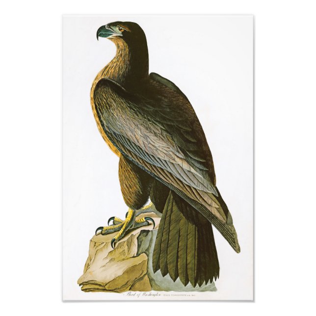 Der Vogel von Washington John Audubon Birds of Ame Fotodruck (Vorne)