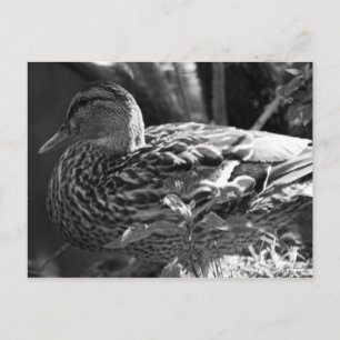 Der Wachmann Postkarte