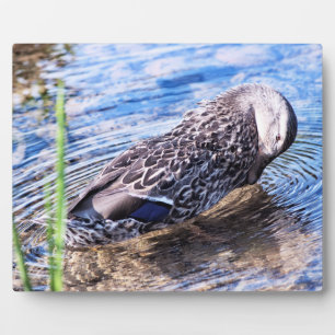 Der wachsende Effekt Fotoplatte