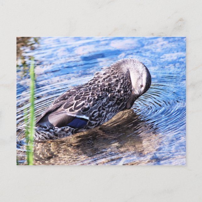 Der wachsende Effekt Postkarte (Vorderseite)