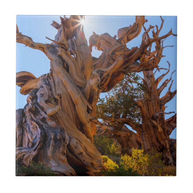 Der Wächterbaum Fliese (Vorderseite)