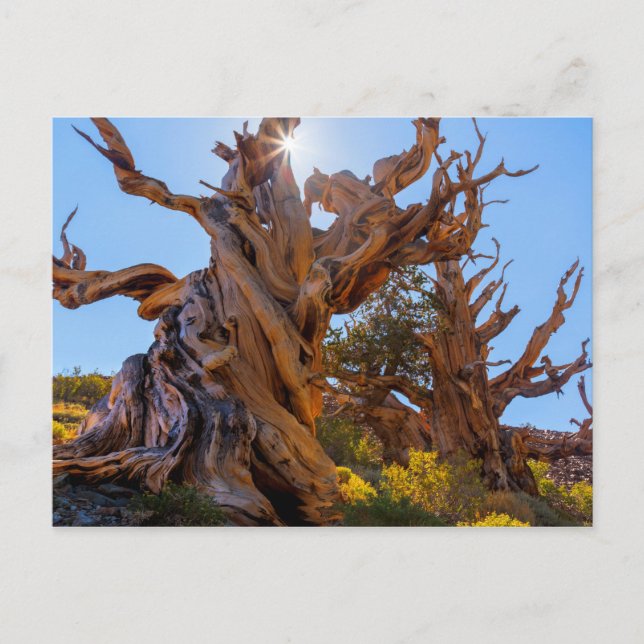 Der Wächterbaum Postkarte (Vorderseite)
