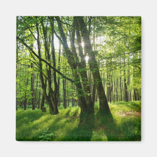 Der Wald im Frühling Magnet