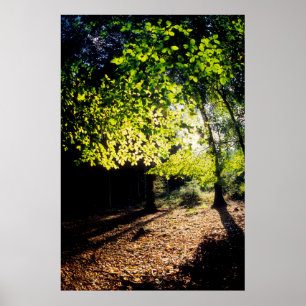 Der Wald im Frühling Poster