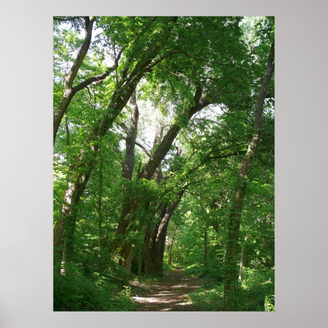 Der Wald Poster (Vorne)