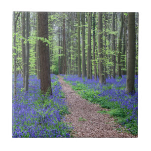 Der Wald von Halle   Halle, Belgien Fliese