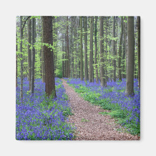 Der Wald von Halle   Halle, Belgien Magnet