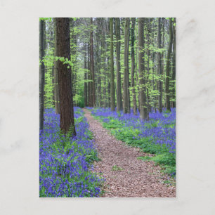 Der Wald von Halle   Halle, Belgien Postkarte