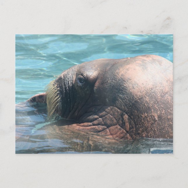 Der Walrus Postkarte (Vorderseite)