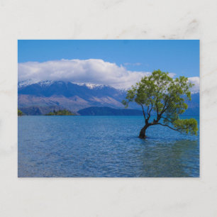 Der Wanaka Baum, See Wanaka, NZ - Postkarte
