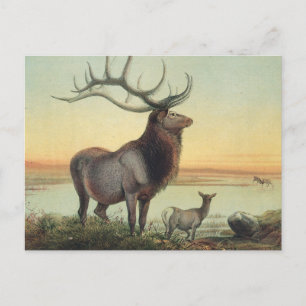 Der Wapiti Deer von Joseph Wolf Postkarte