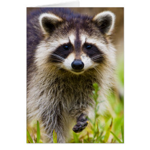 Der Waschbär, Procyon lotor