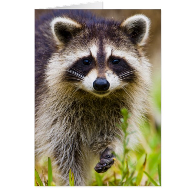 Der Waschbär, Procyon lotor (Vorne)