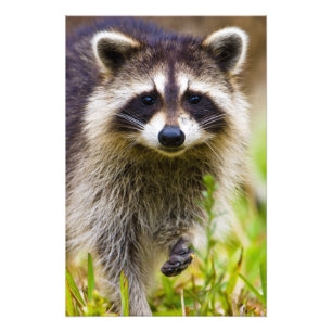 Der Waschbär, Procyon lotor Fotodruck