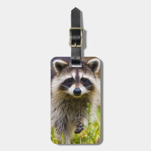 Der Waschbär, Procyon lotor Gepäckanhänger