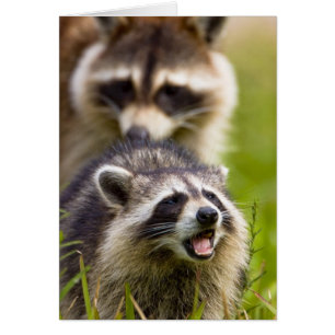 Der Waschbär, Procyon lotor, ist ein weit verbreit