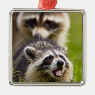 Der Waschbär, Procyon lotor, ist ein weit verbreit Ornament Aus Metall