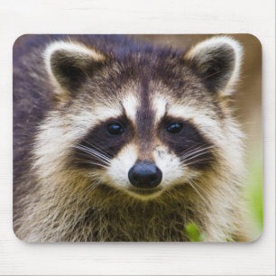 Der Waschbär, Procyon lotor Mousepad