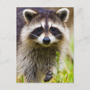 Der Waschbär, Procyon lotor Postkarte