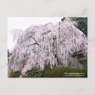 Der weinende Kirschbaum, Ōno-ji-Tempel Postkarte