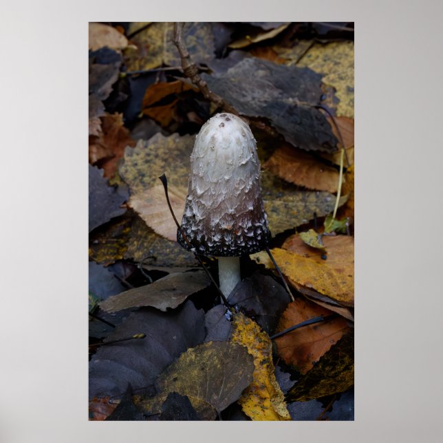 Der Weiße Champignon Poster (Vorne)