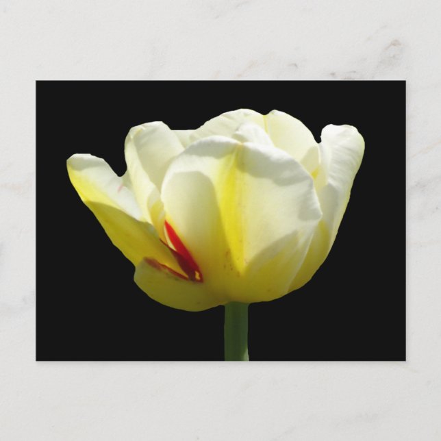Der weiße gelbe Tulip Nahe die Kruste auf. BG DIY  Postkarte (Vorderseite)