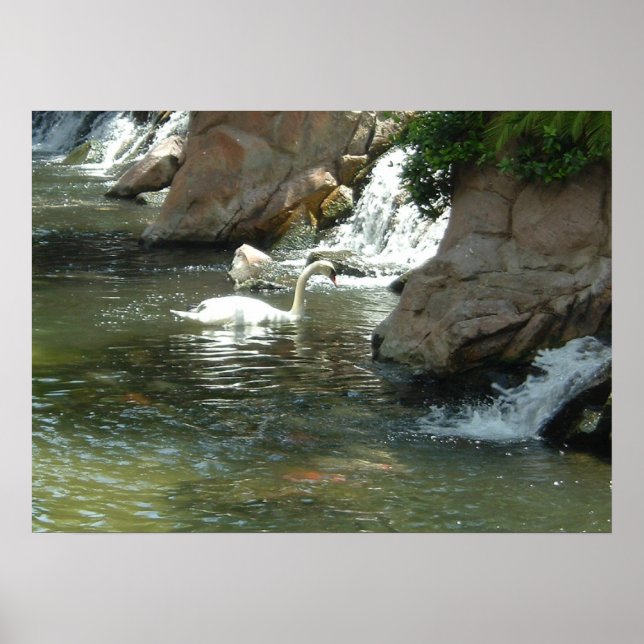 Der weiße Schwan Poster (Vorne)