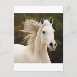 Der weiße Stallion Postkarte